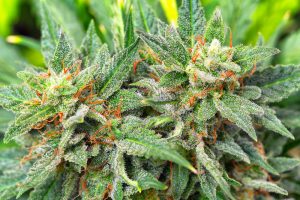 cannabinoids and terpenes synergy
